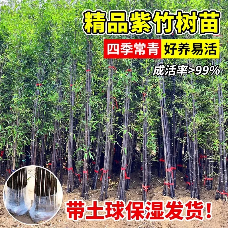 买五送一买十送二顺丰低价现挖耐寒紫竹苗庭院室内室外金镶玉罗汉