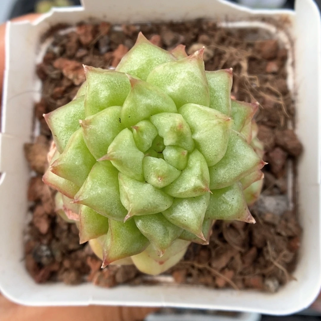 灯泡珍妮白锦可拍979号