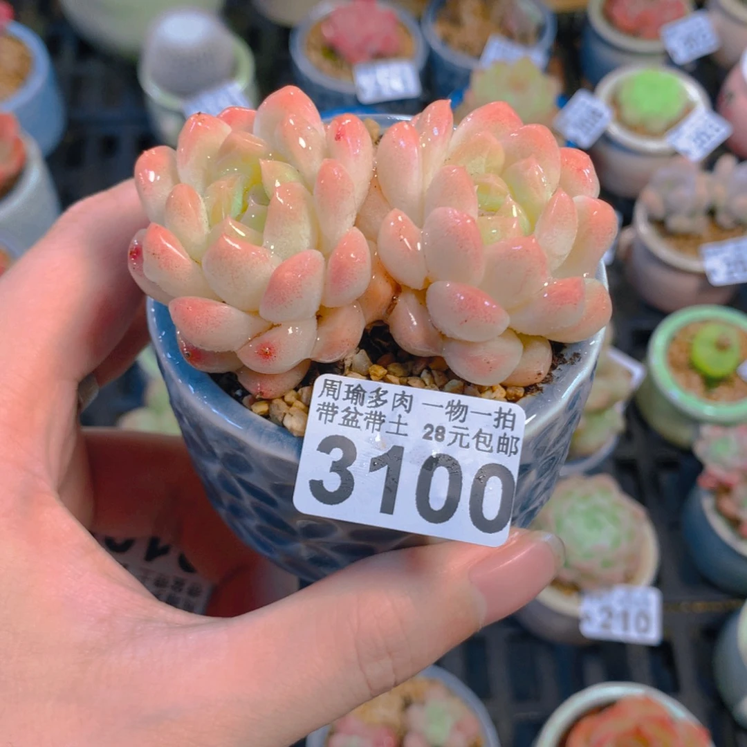 5厘米盆精控多肉3100
