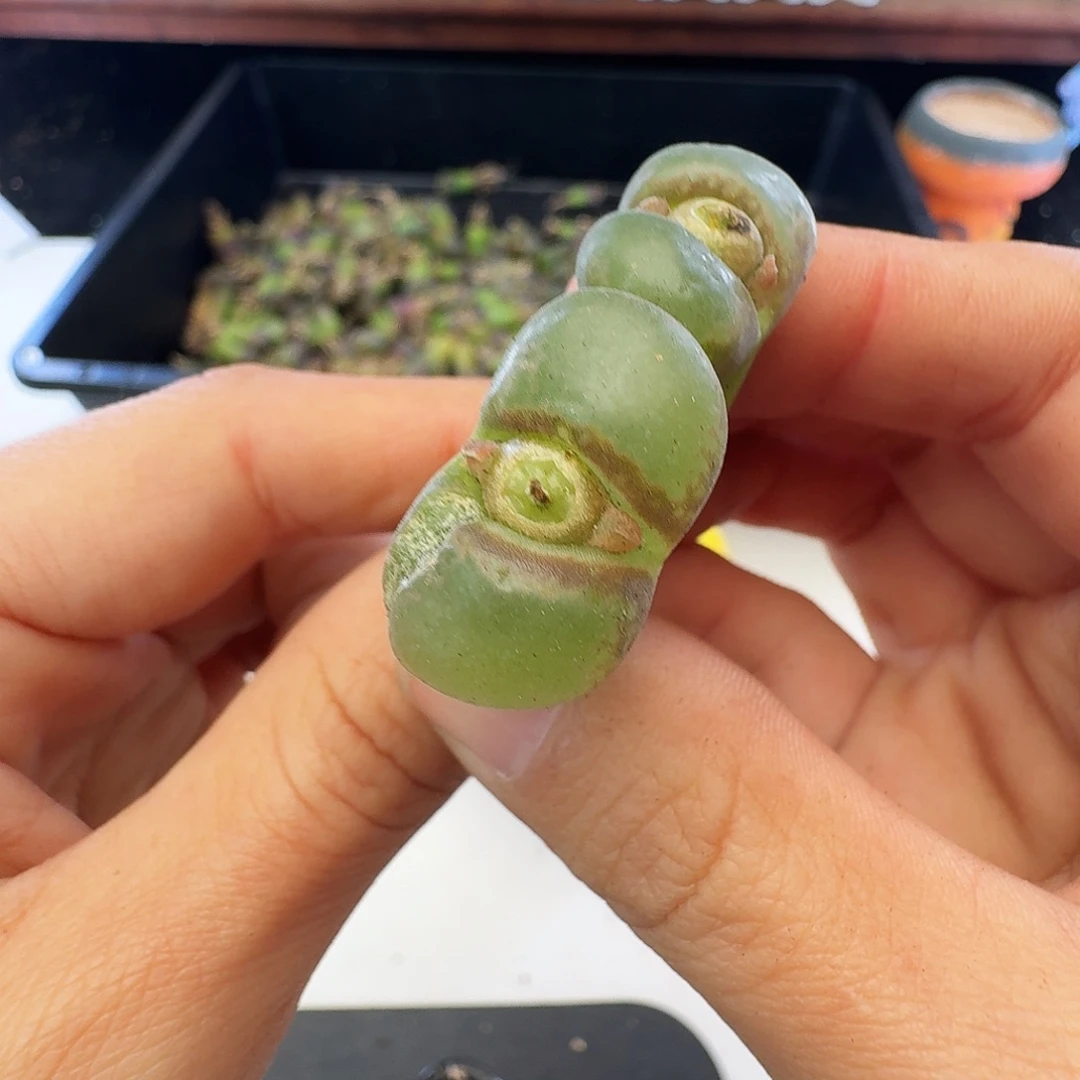 福利瑕疵风铃介意慎拍201