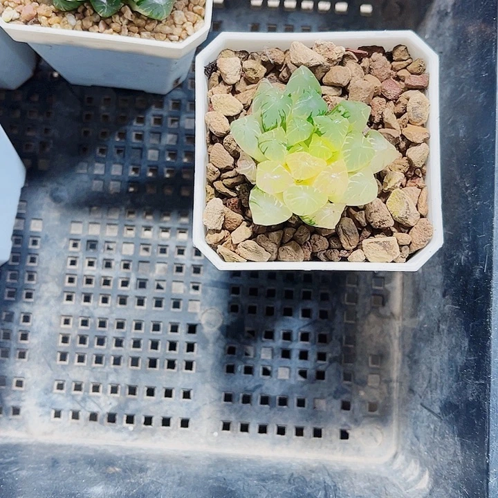 雨露锦特价不包售后