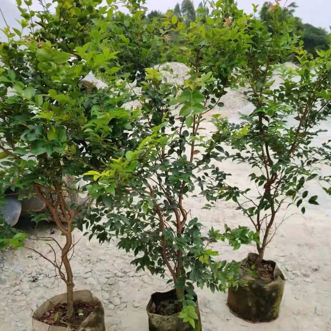 【一物一拍】沙巴带土带叶盆栽盆景造型庭院种植