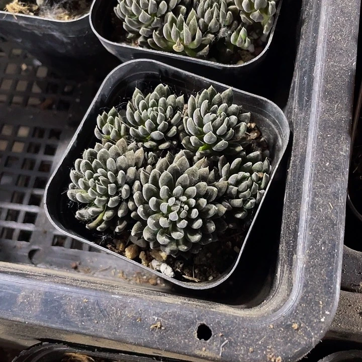 点石莲3.8带盆土发