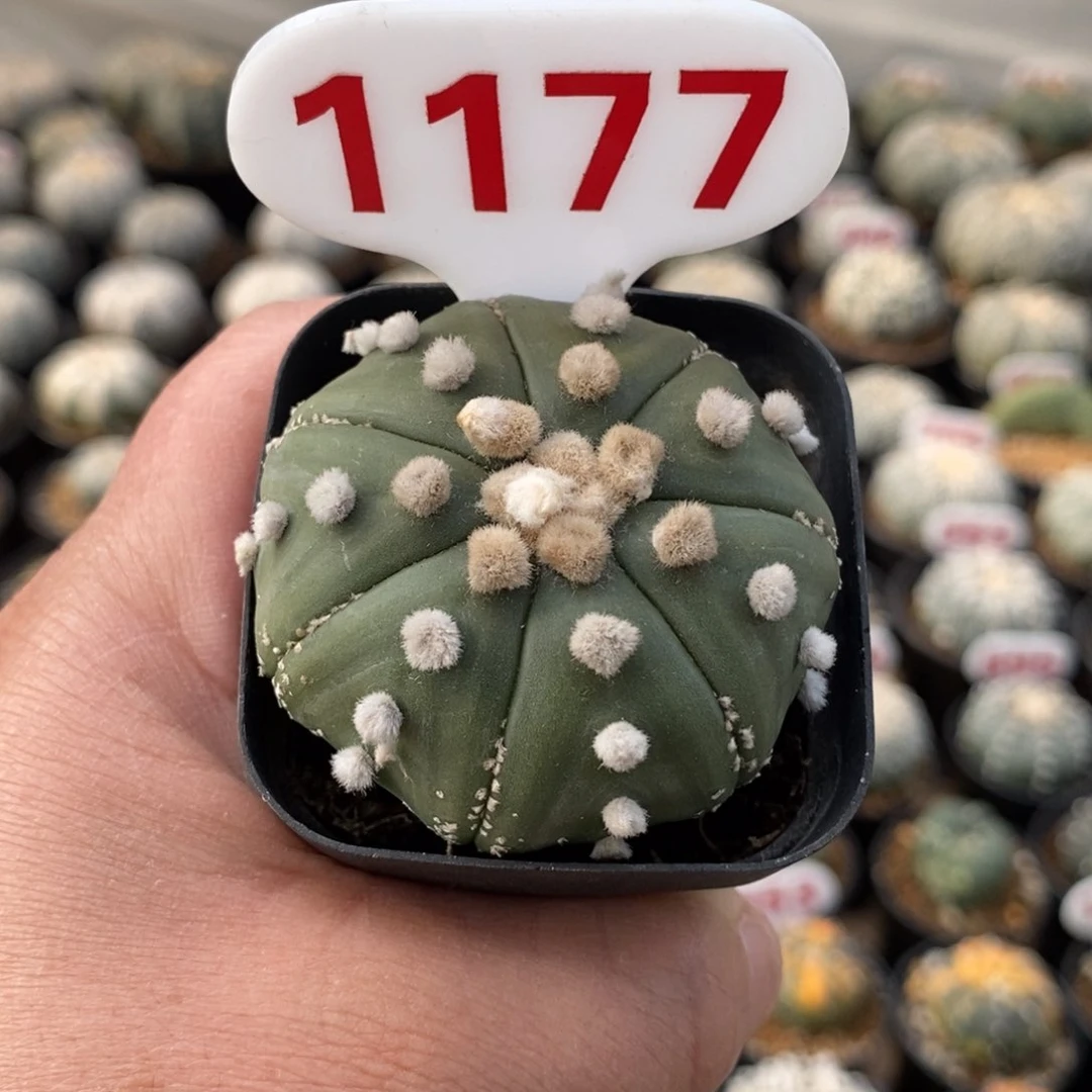 1177福利系列来啦
