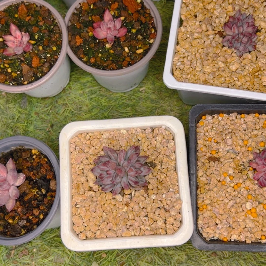 用*1111111111111111