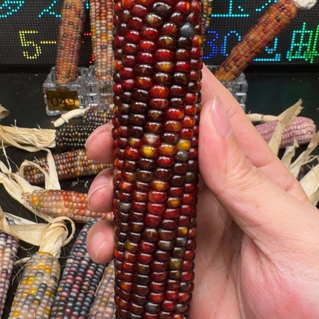 柏香籽/百香籽吊坠柚***檬