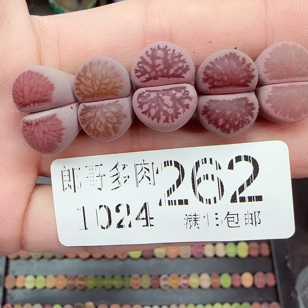 满满18包邮1024-262