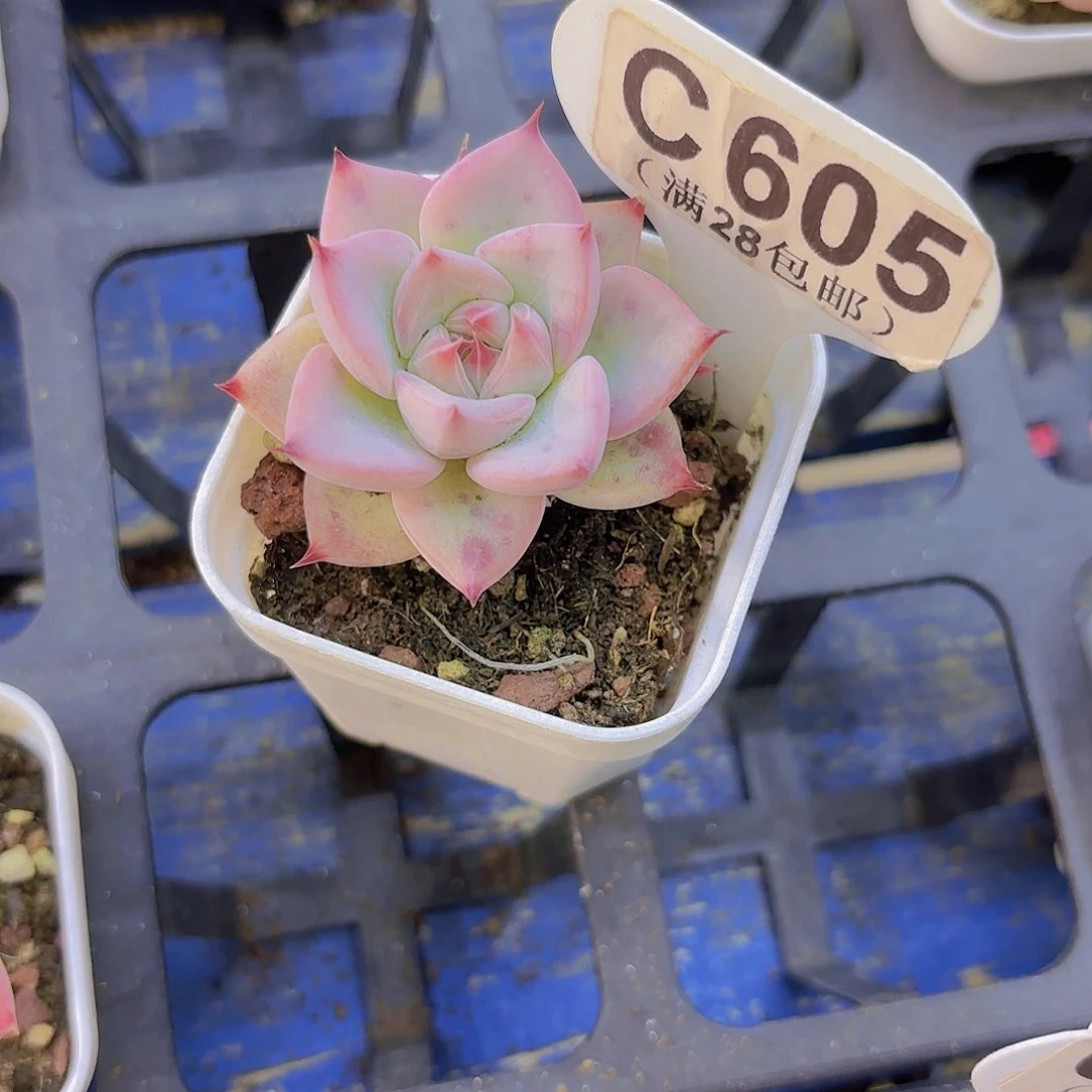 C605婚戒一物语拍啊