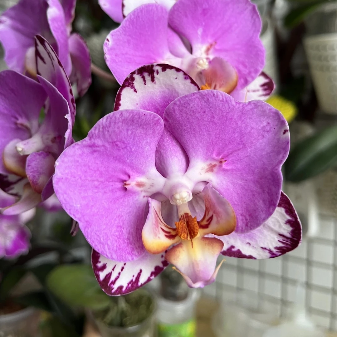 蝴蝶兰-蝙蝠侠苗子3.5（无花无梗易反祖）