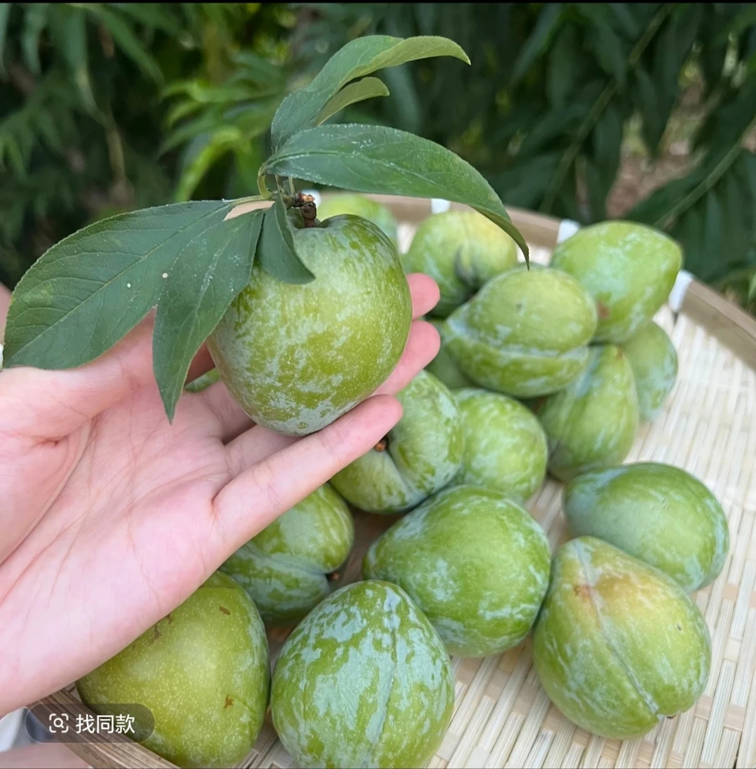 湖南攸县现摘现发奈李脱骨青脆李新鲜应季甜脆可口孕妇水果包邮