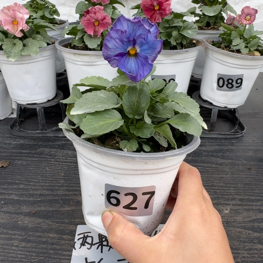 全部花朵627号神户蓝