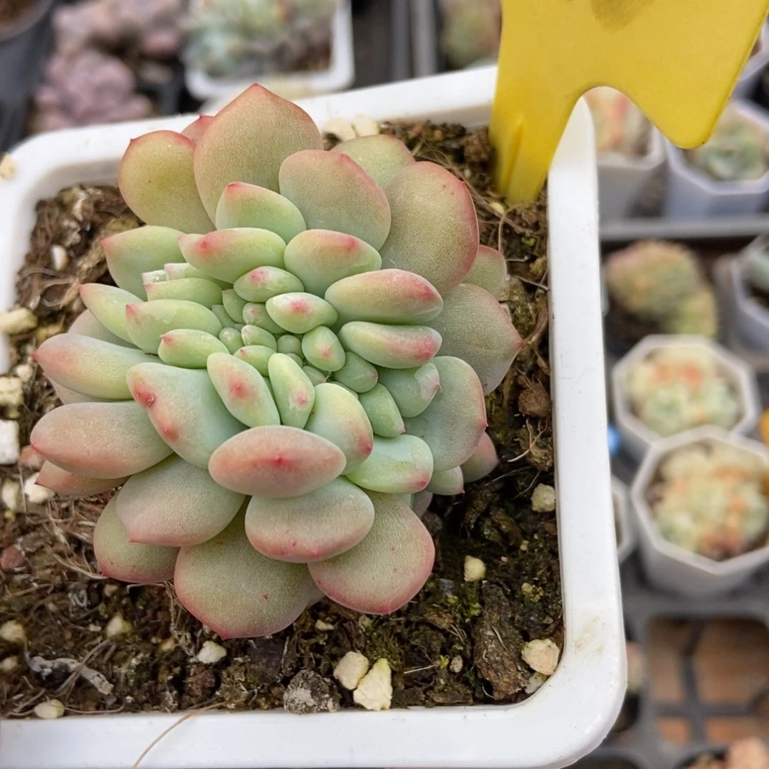 6110爱丽儿多肉植物保护