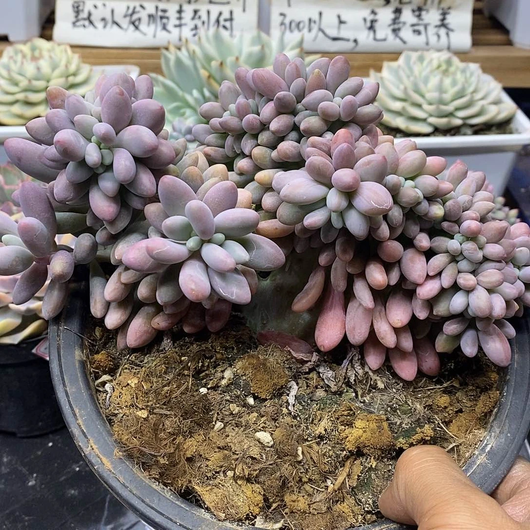 22274 大汤圆缀化