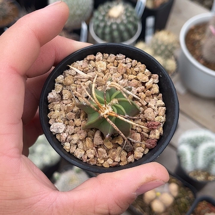 水牛角仙人球多肉植物