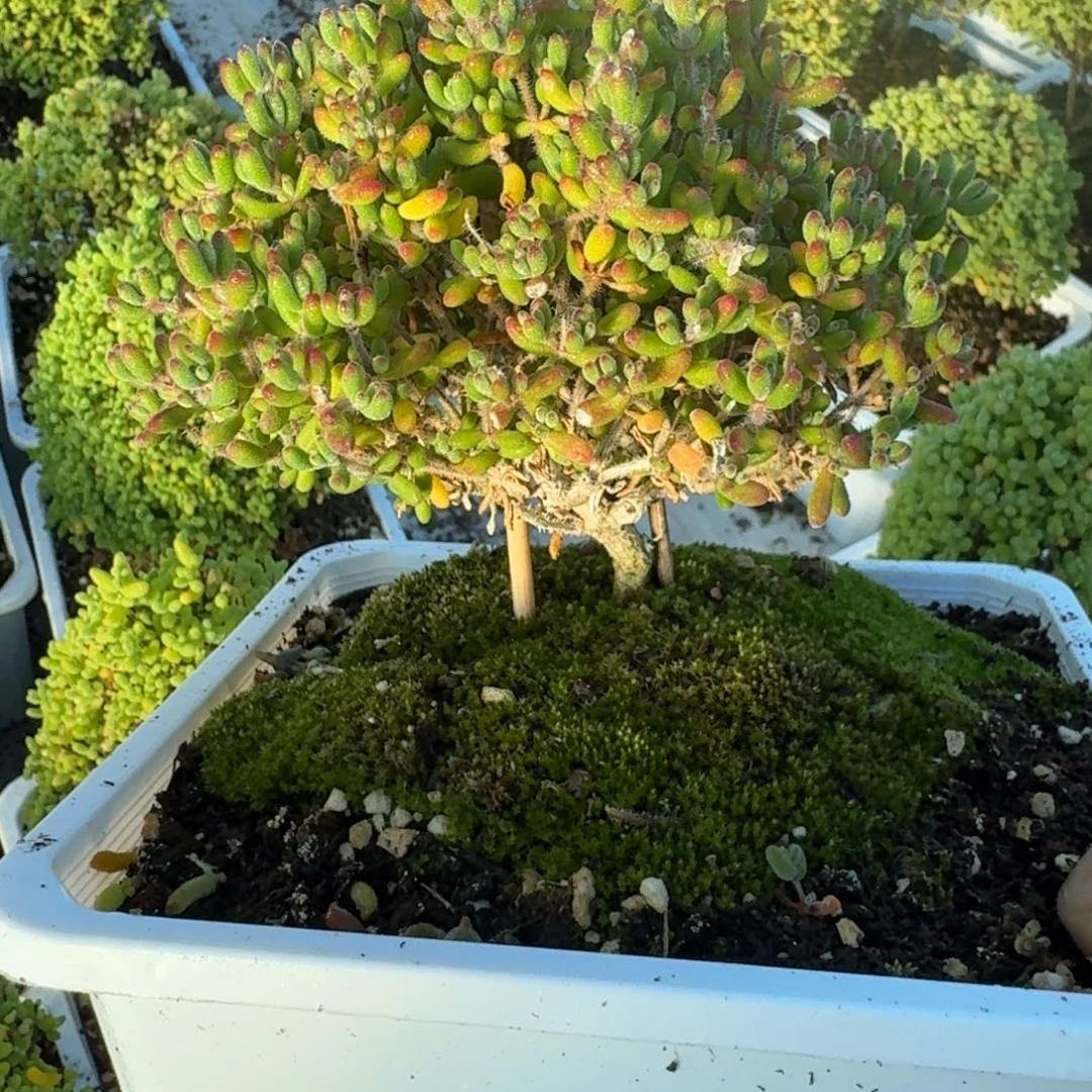 老桩红宝石带盆带土发