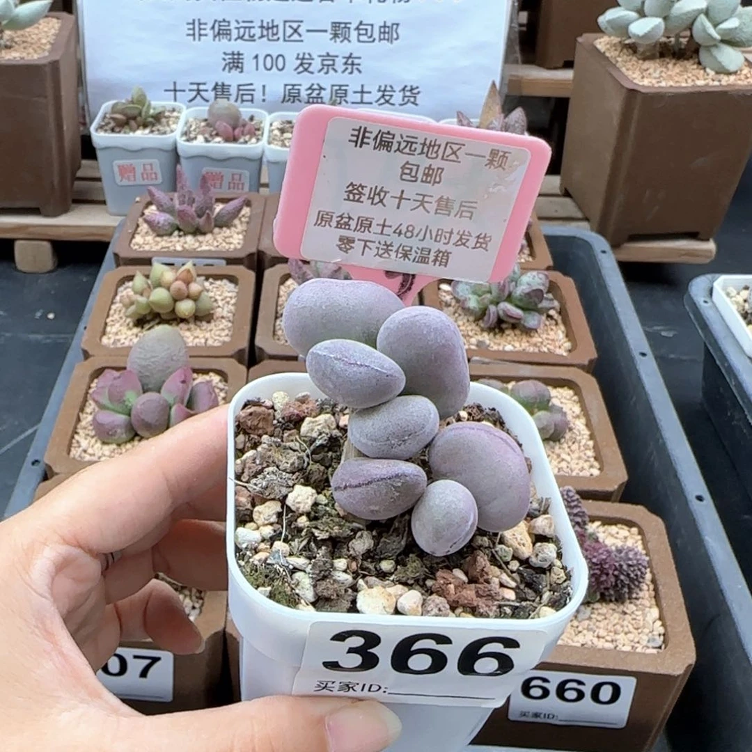 366球球紫蛋多肉植物