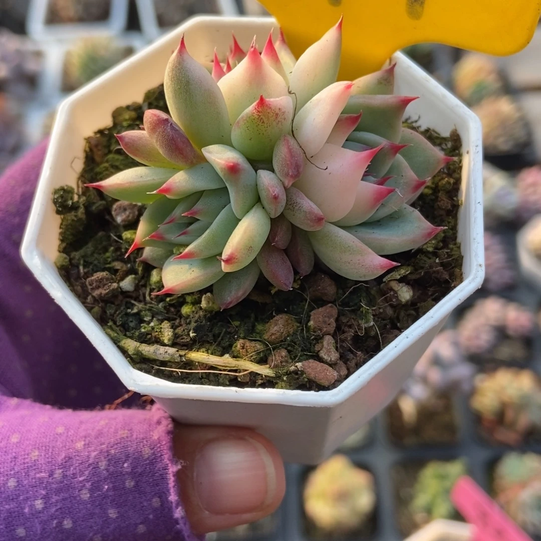 797吉娃娃锦多肉植物