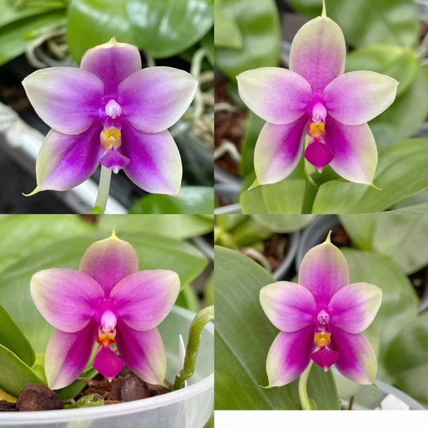 JG2301蓝贝交莎美娜 花农杰哥原生种蝴蝶兰直播用