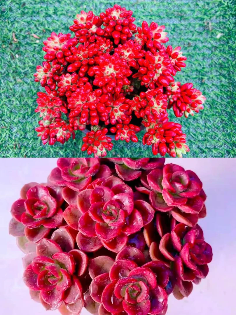 【转运珠+巧克力玫瑰】 带盆带土发 好养耐寒耐热多肉植物适合新手