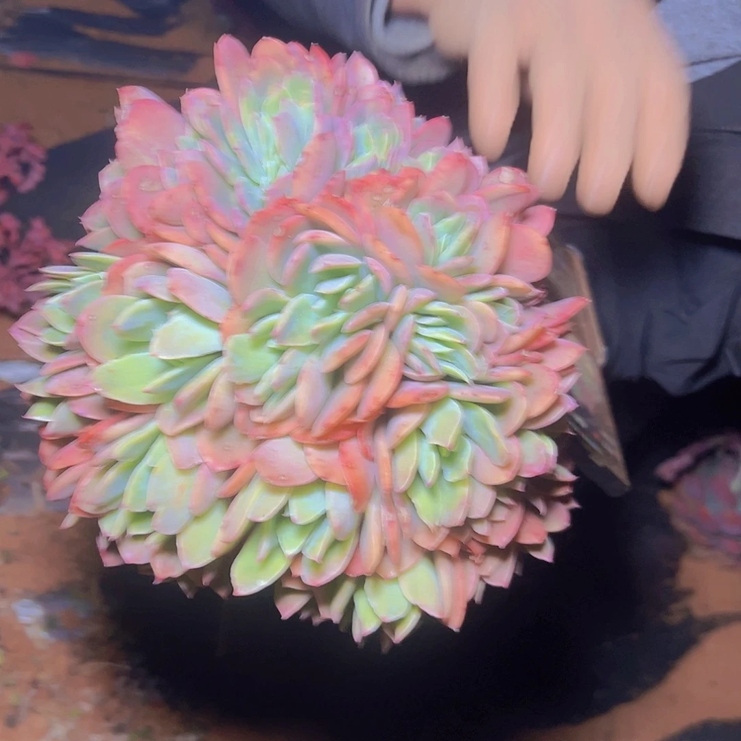 绮罗碎花球一棵发货