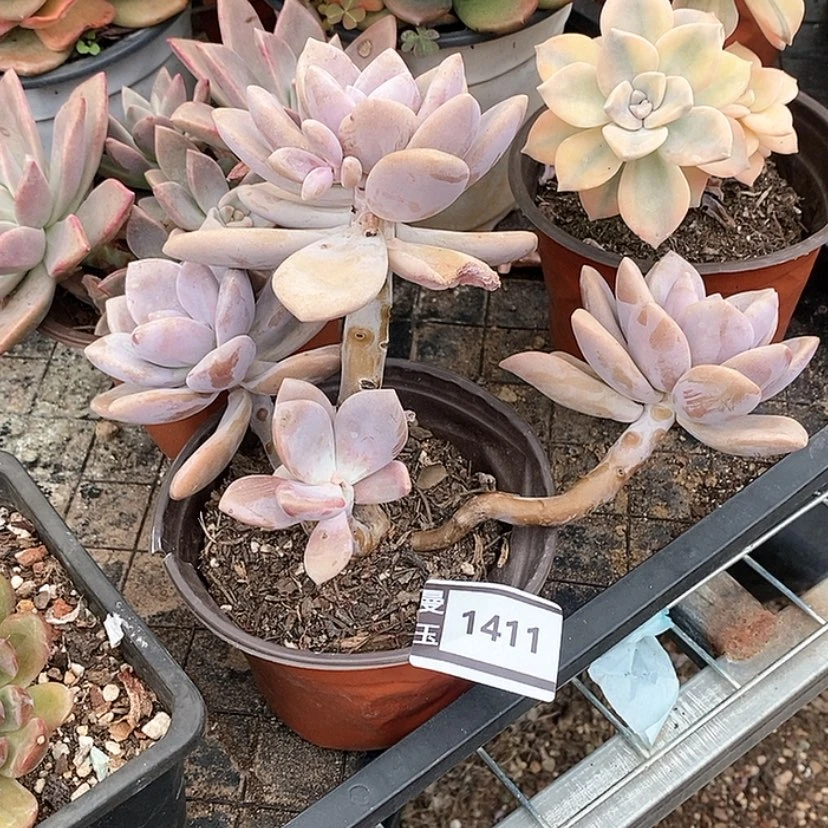 【闪购商品】桃霜1411