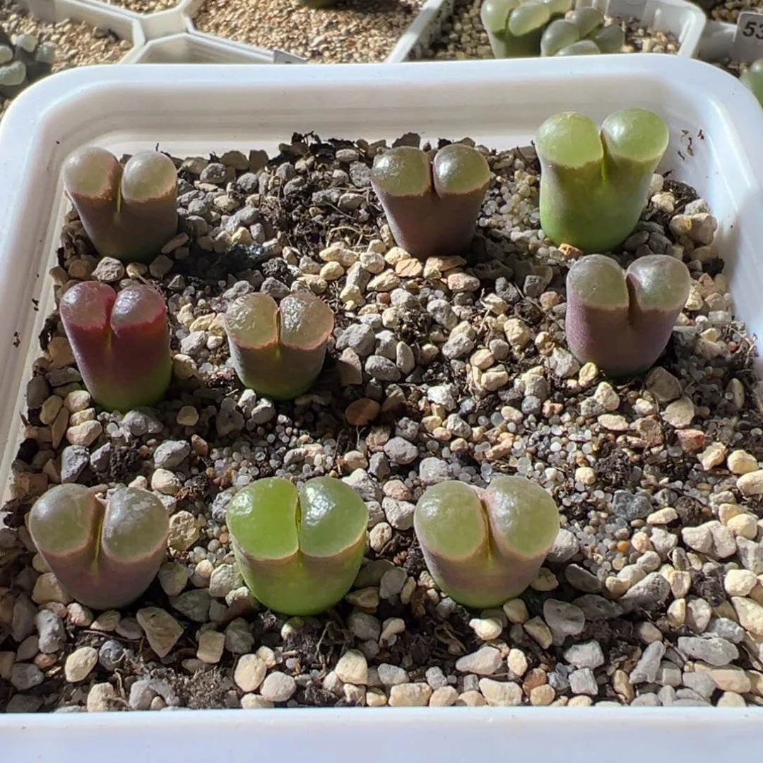 园艺磁铁风铃 今日福利款 06
