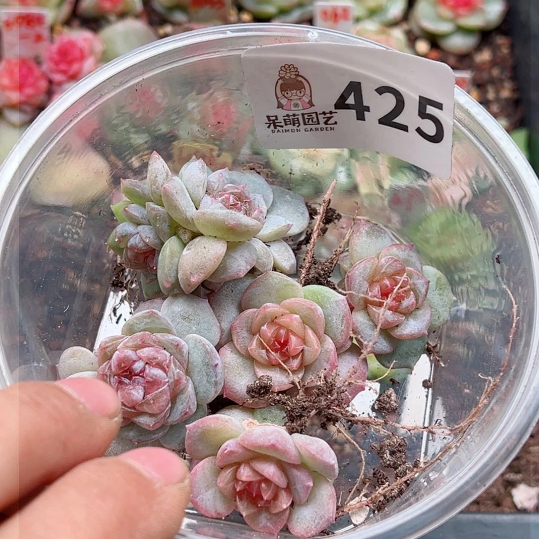 多肉植物多肉植物