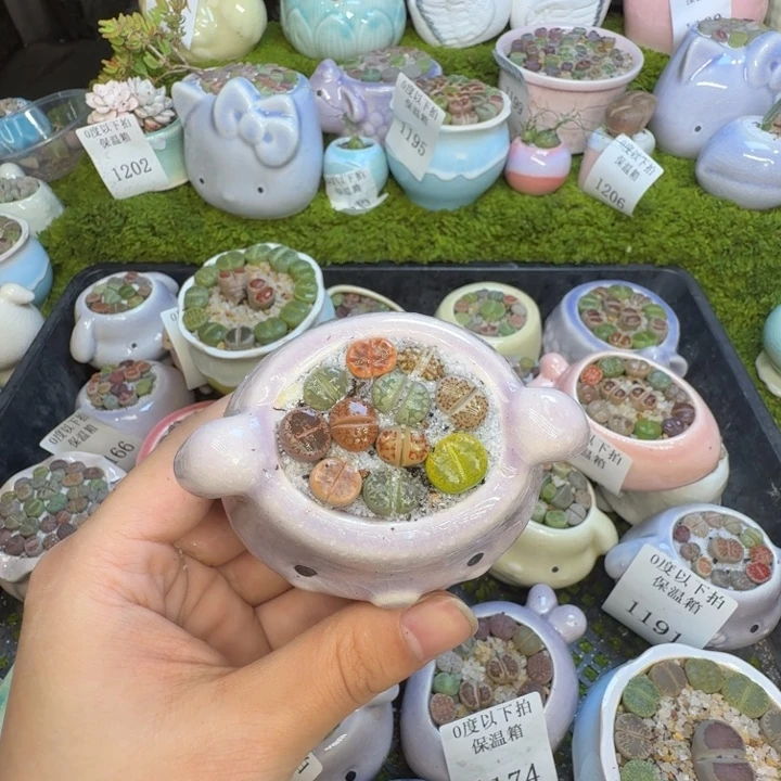 多肉植物的生长发育1213