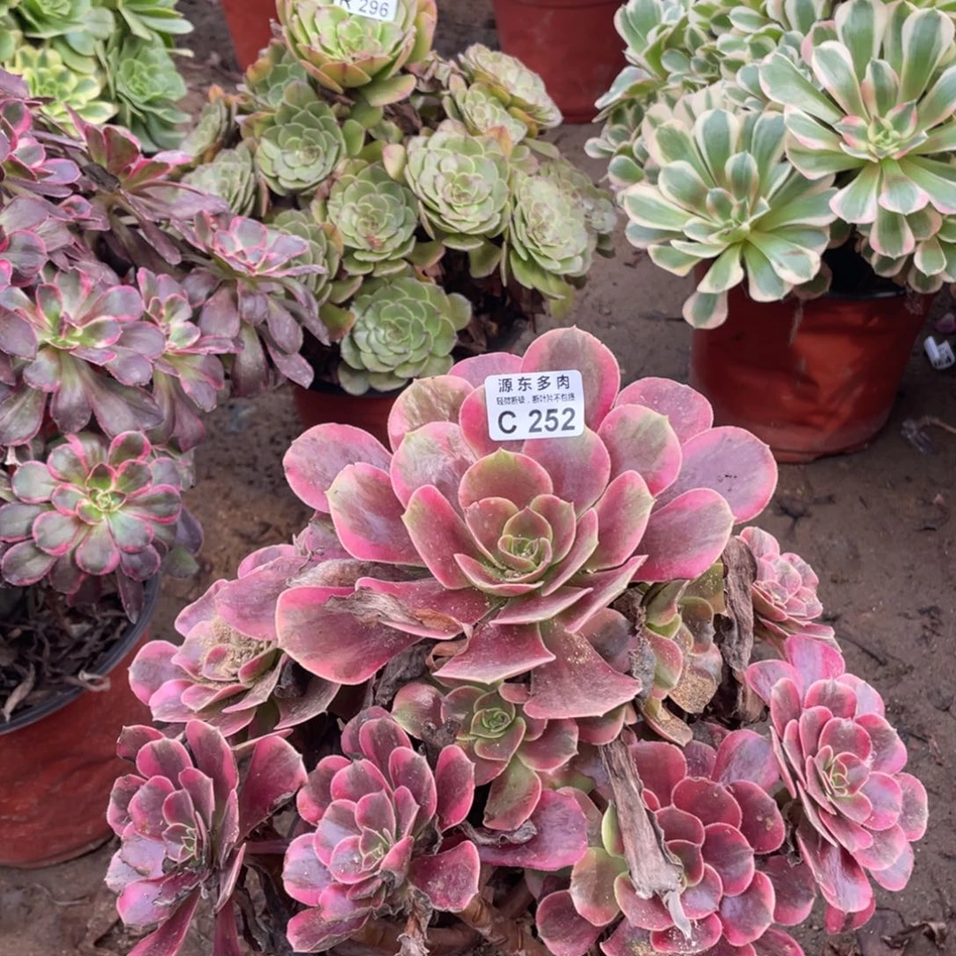 252凤冠多肉法师断枝不包