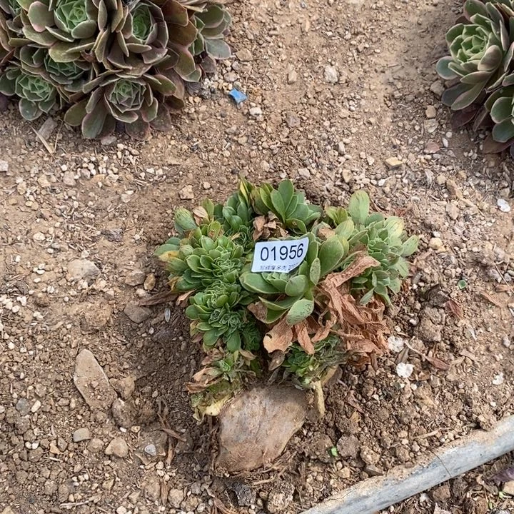 0956绿玫瑰坠毁多肉汁，