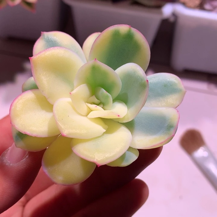 晨露锦一半全锦可嫁接