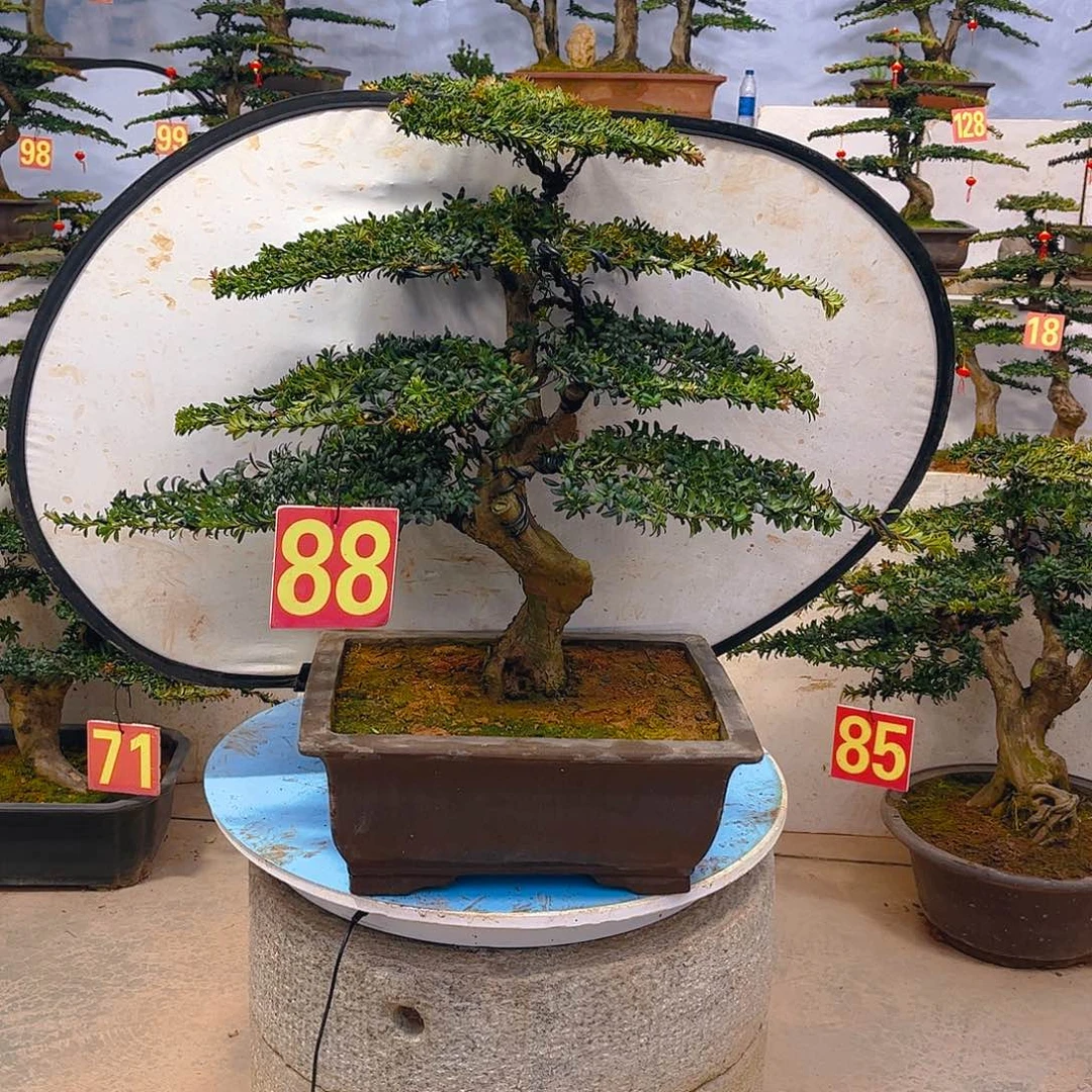 金***鱼无花朵老桩老盆罗汉松