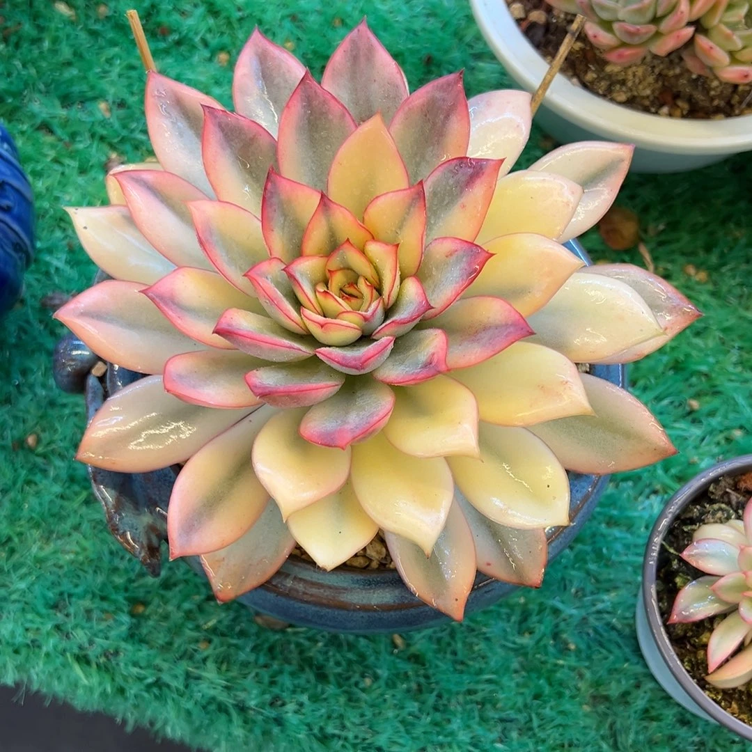 月光女神锦，，，，，，，，，，，，，