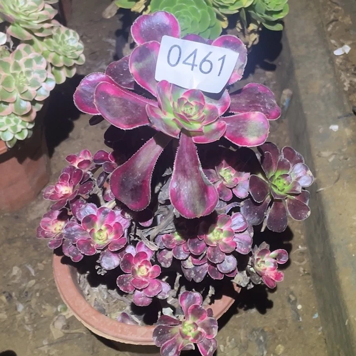 多肉植物断枝不包461丽娜