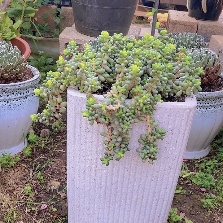 抗****克多肉植物组合