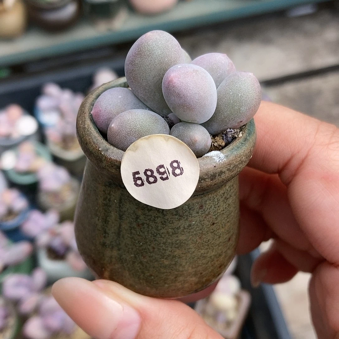 傻**?5898米可奶酪带盆土