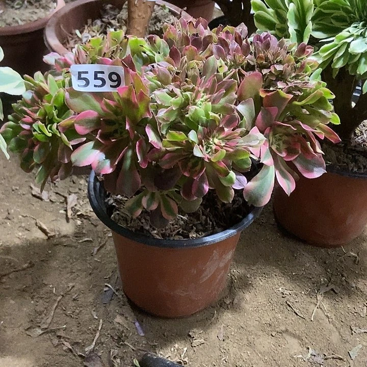 559香妃缀化老板子