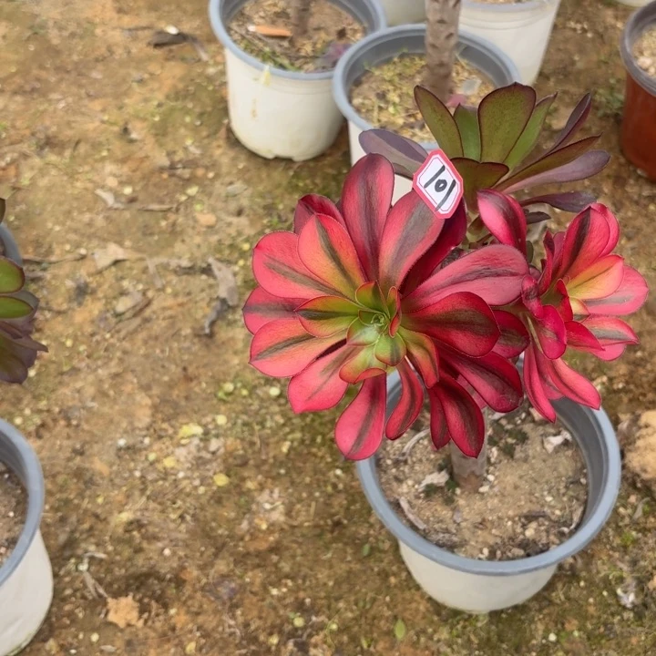 有砍巫毒丛林朵朵101