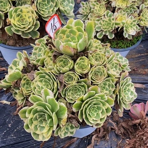 迈巴赫老桩捧花16号