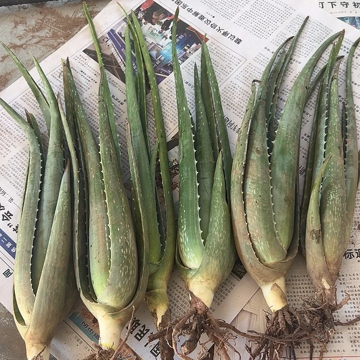 无花朵6颗30厘米高种苗，送2袋肥料