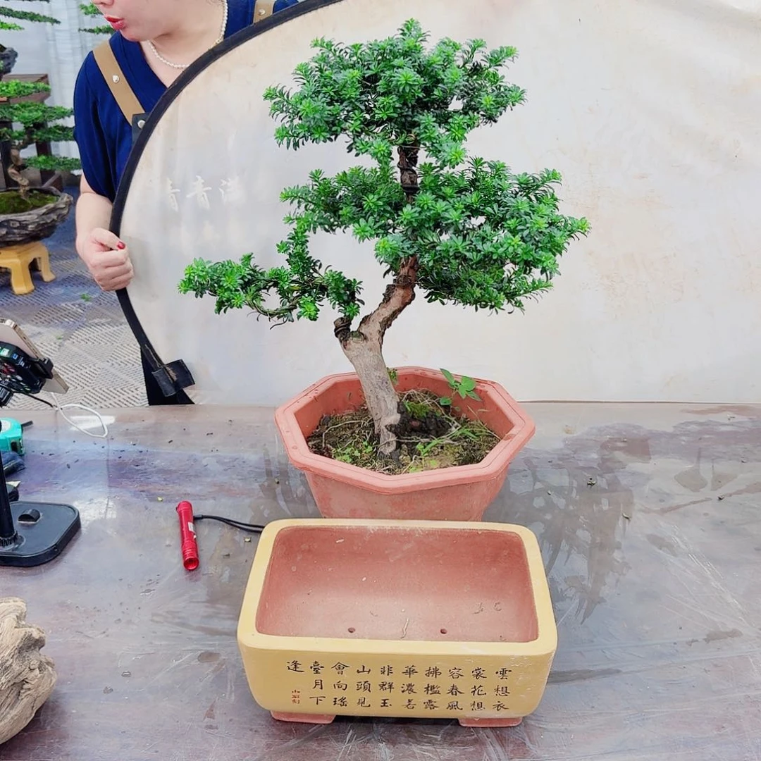 无花朵罗汉松一物一拍888