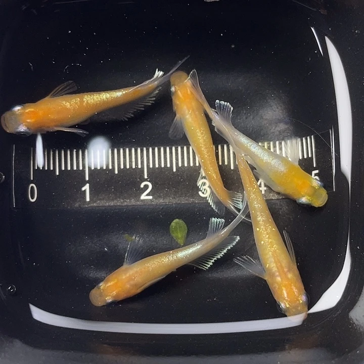 青鳉鱼梦中赤壁红白5条，5号，满15包邮，可叠单