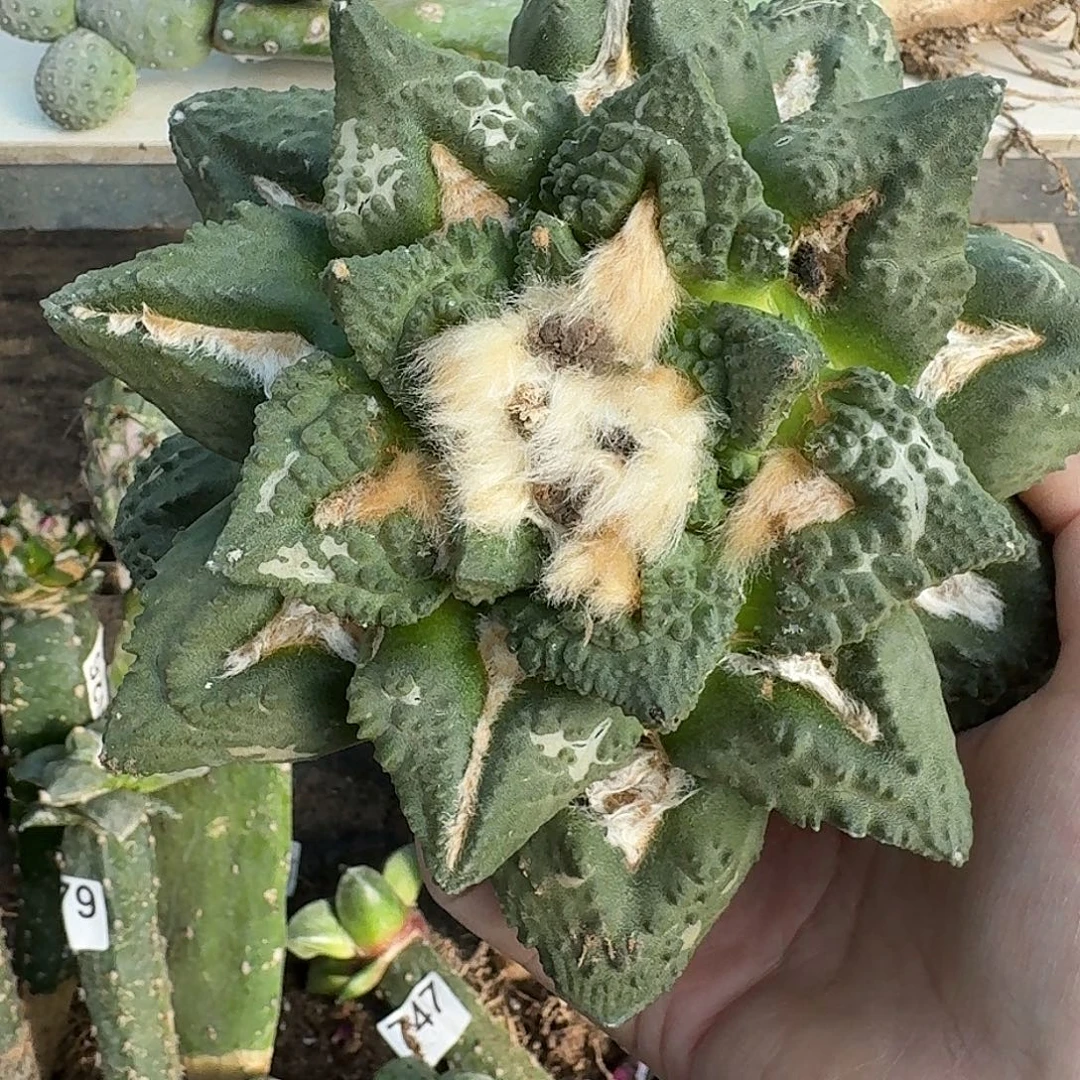 全部花朵十七公分母本龟甲牡丹985