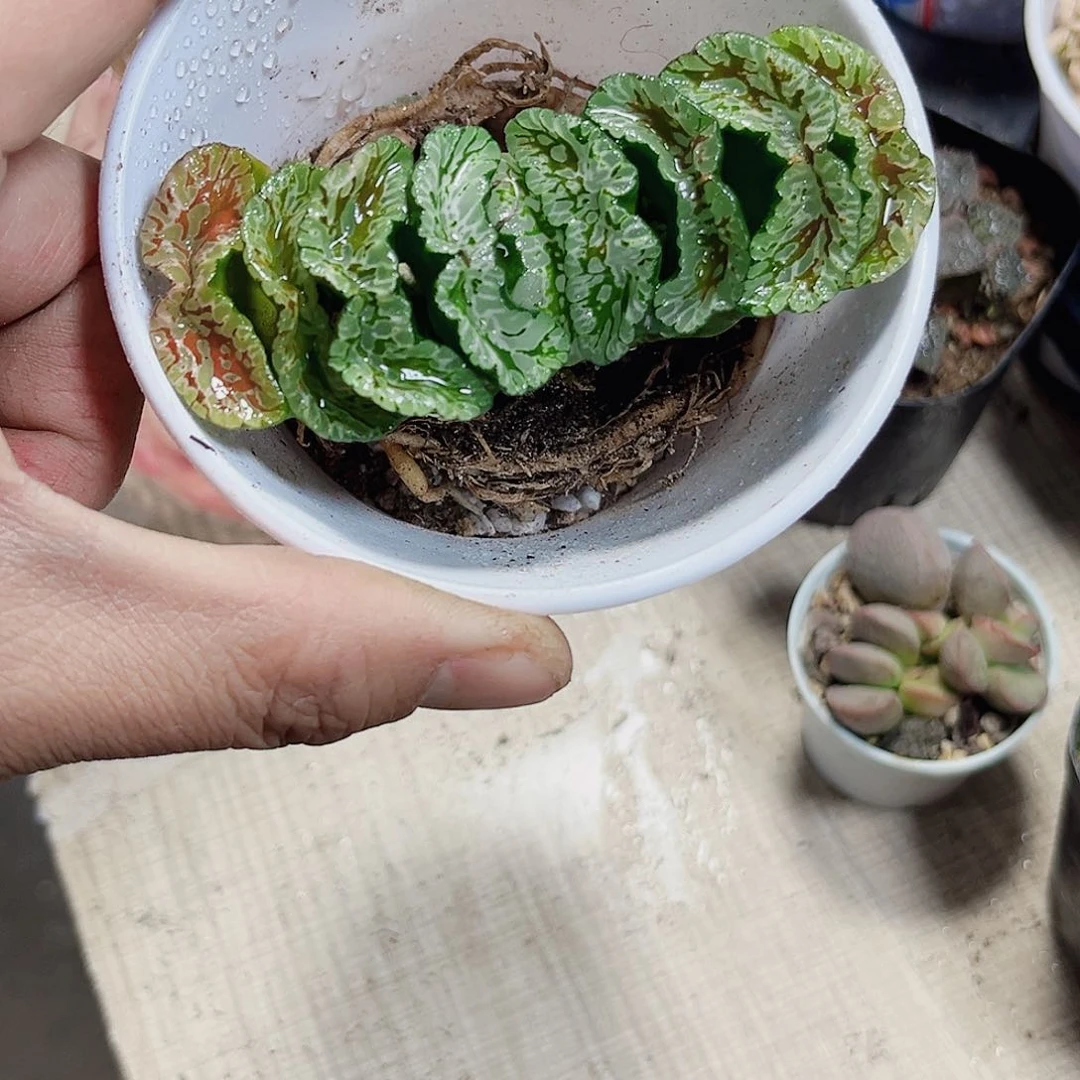 玄武玉扇新手好养