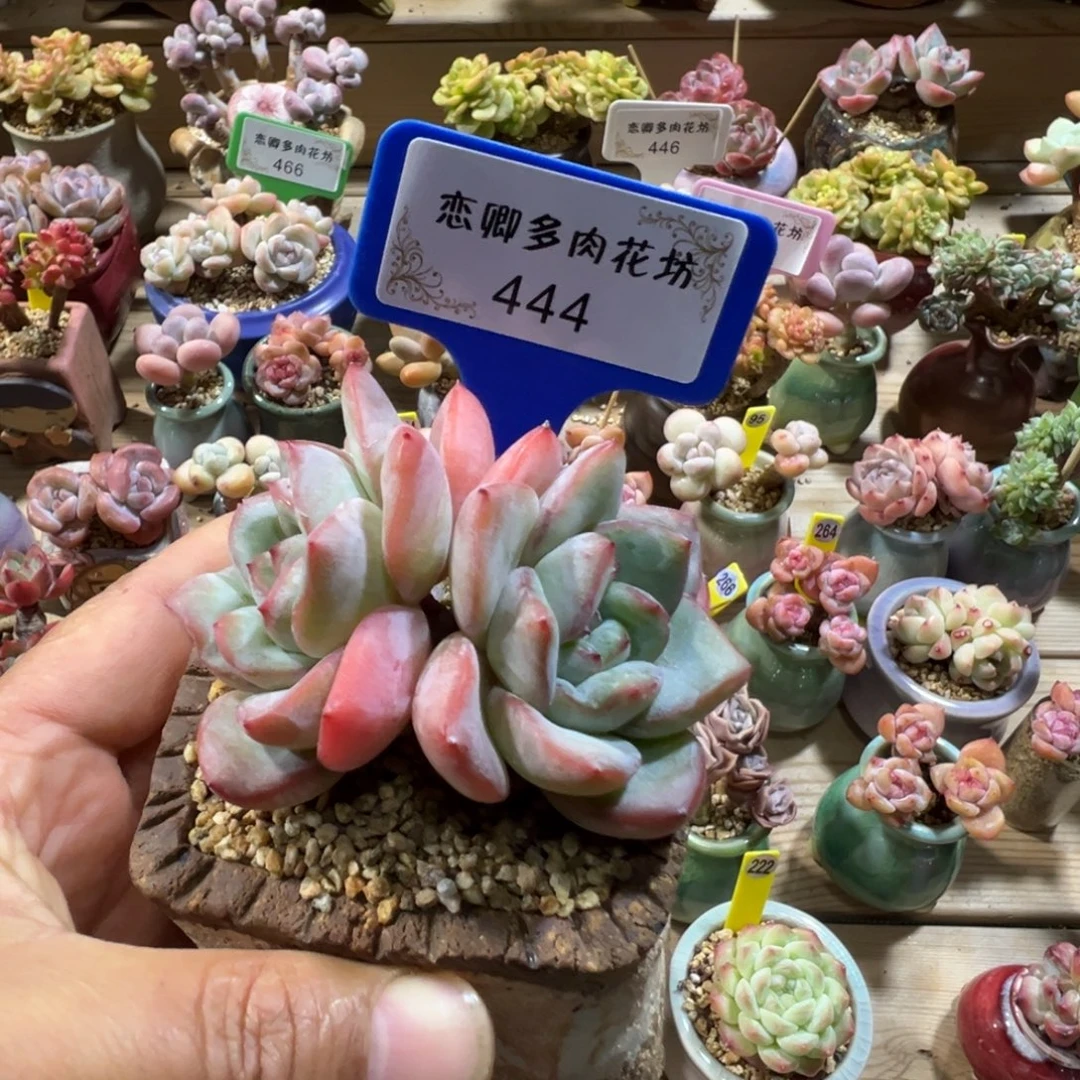 444泡芙老桩无砍多头