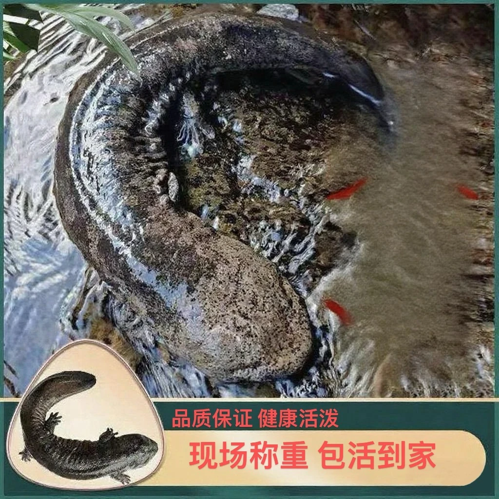 【现场称重】1-50斤娃娃鱼包活大鲵人工养殖食用生鲜水产顺丰包邮