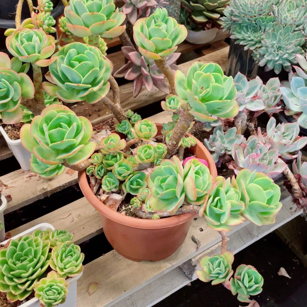 昆仑山，碧桃，周老太多肉