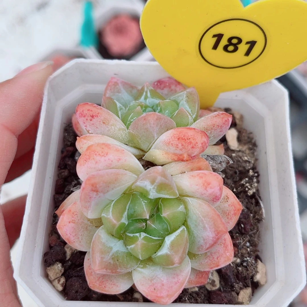 181号小老桩糖心双头