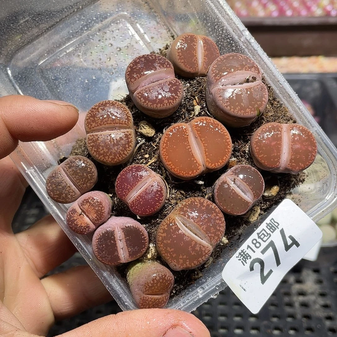274当天凑满十八元包邮生石花