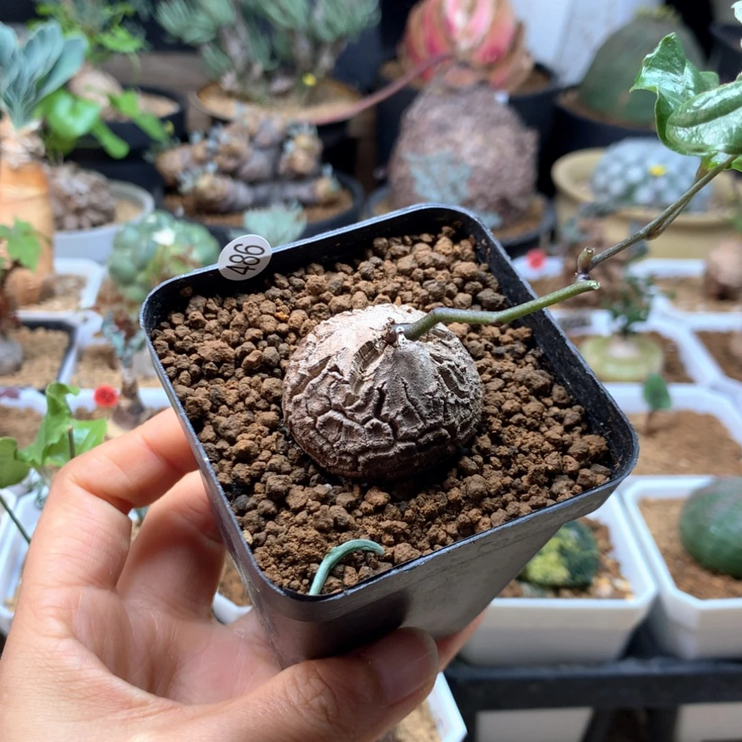 南非龟甲龙带盆486